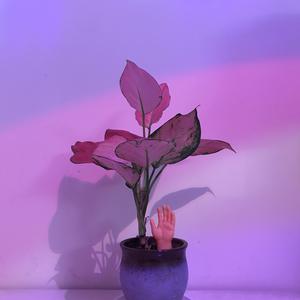 绝世好儿媳漫画最新章节更新内容介绍
